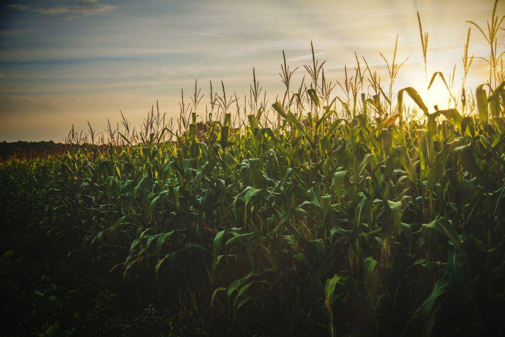 Ladang jagung (pexels.com/Todd Trapani)