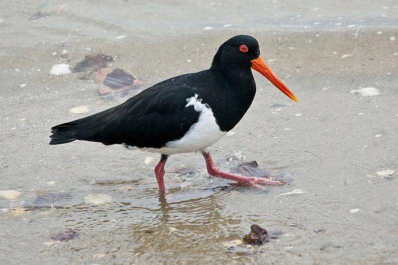 Burung oystercatcher berjalan di pantai. (commons.wikimedia.org/Sheba_Also 43,000 photos)