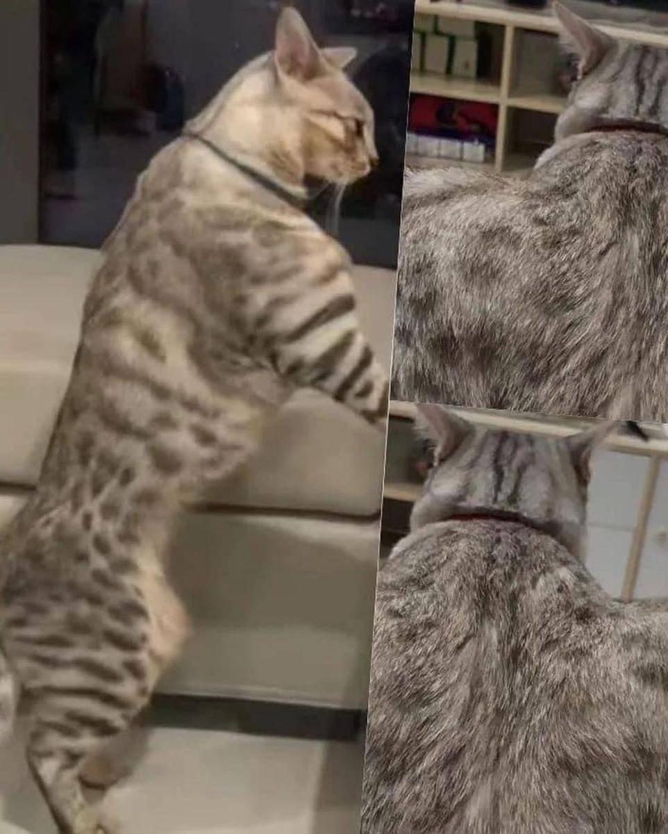 ilustrasi kucing bertubuh kekar (instagram.com/cutecatoclock)