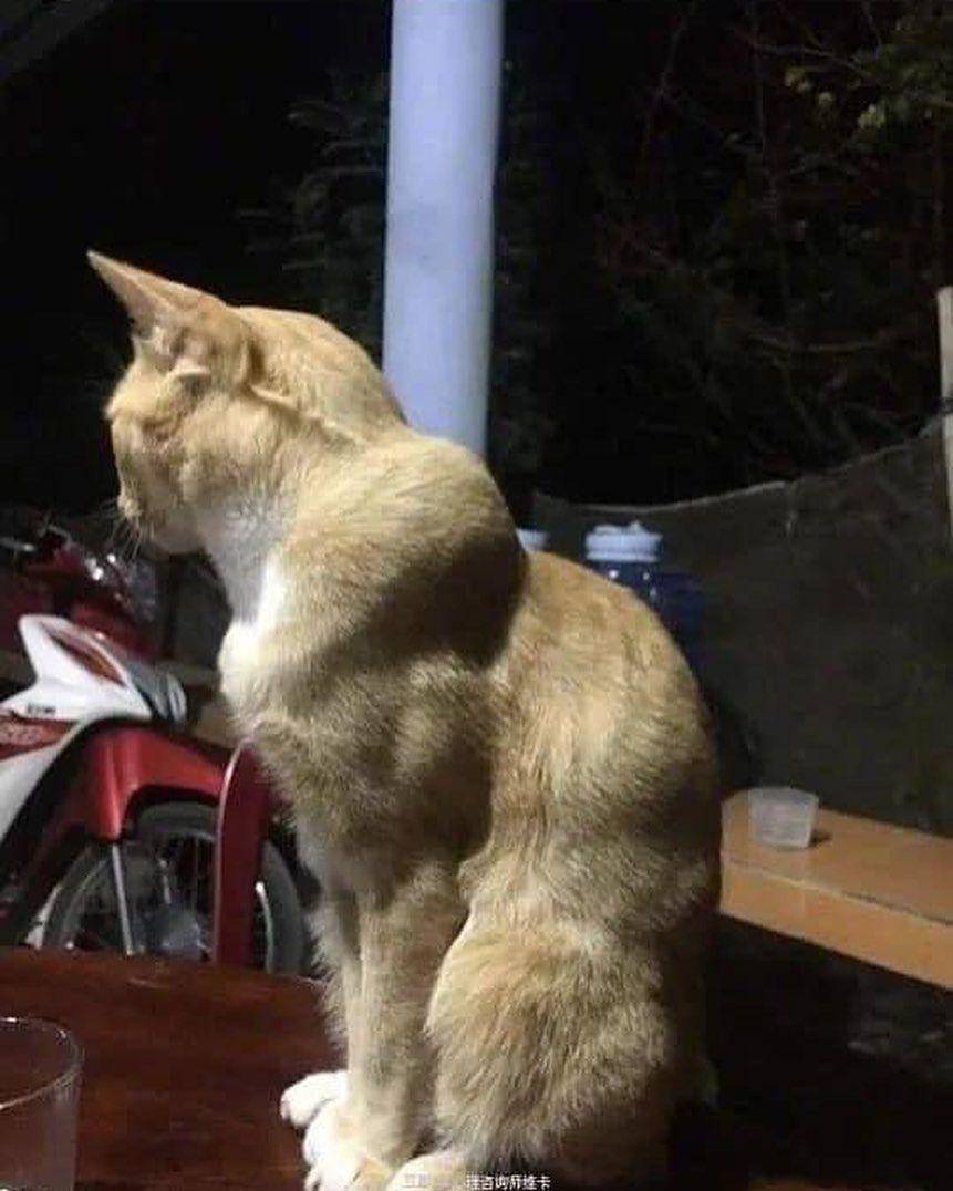 ilustrasi kucing bertubuh kekar (instagram.com/cutecatoclock)