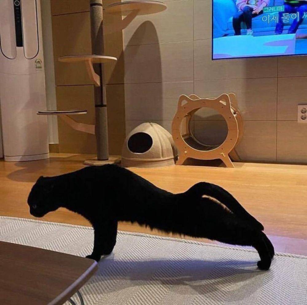 ilustrasi kucing bertubuh kekar (instagram.com/cutecatoclock)