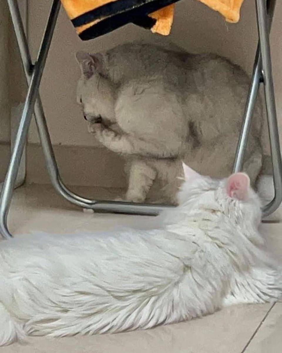 ilustrasi kucing bertubuh kekar (instagram.com/cutecatoclock)