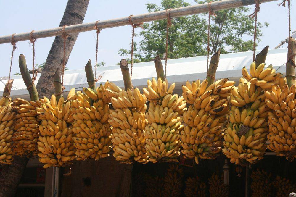 ilustrasi buah pisang segar dan matang (pixabay.com/sushumnarao)