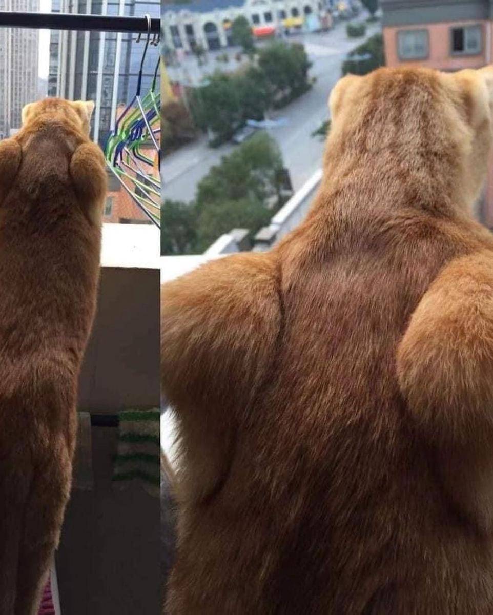 ilustrasi kucing bertubuh kekar (instagram.com/cutecatoclock)