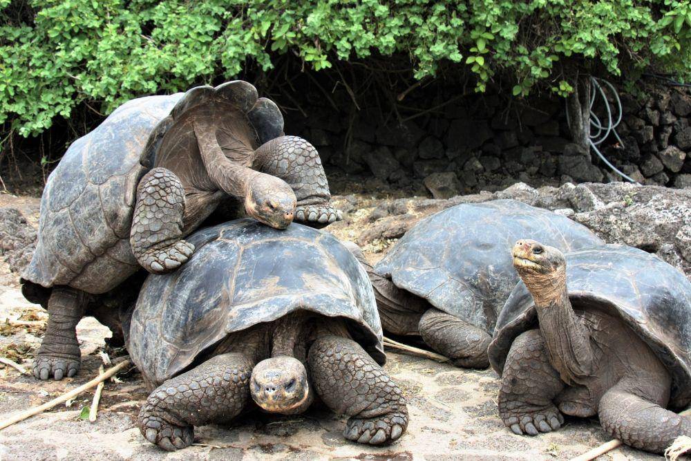 Kura-kura raksasa Galapagos (unsplash.com/Deb Dowd)