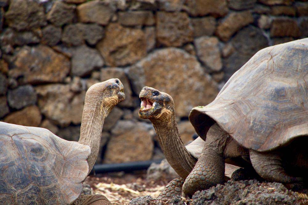 Kura-kura raksasa Galapagos (unsplash.com/Magdalena Kula Manchee)