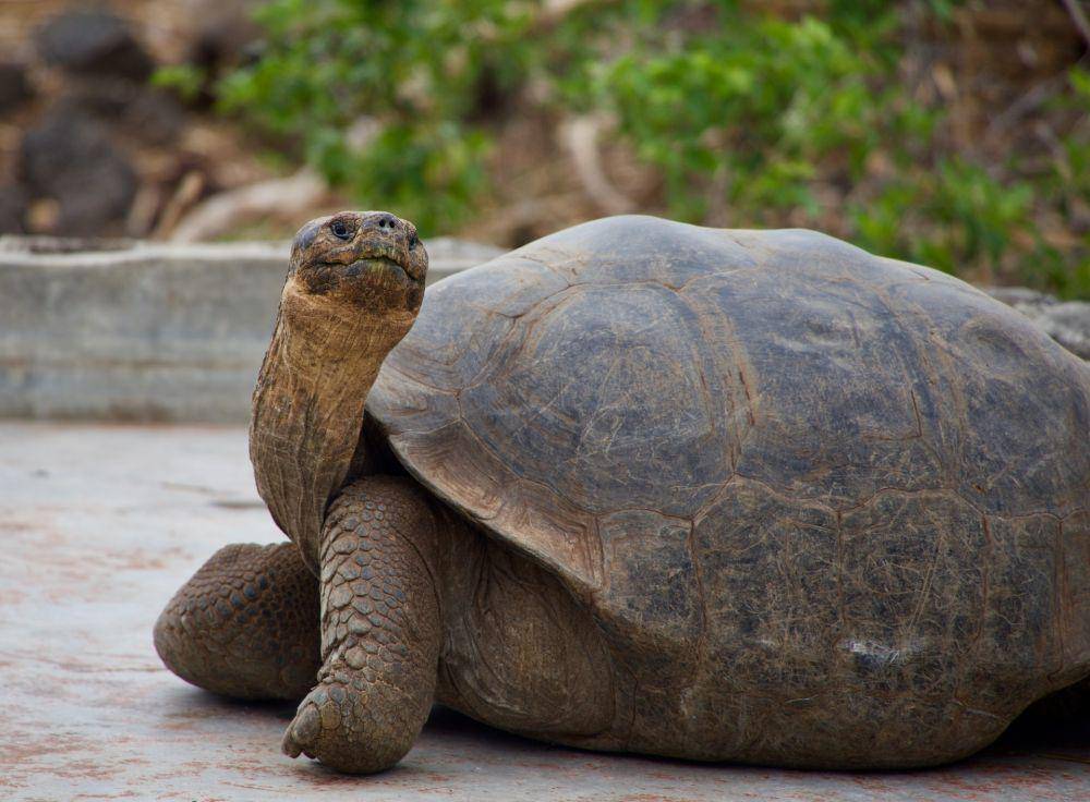 Kura-kura raksasa Galapagos (unsplash.com/Magdalena Kula Manchee)