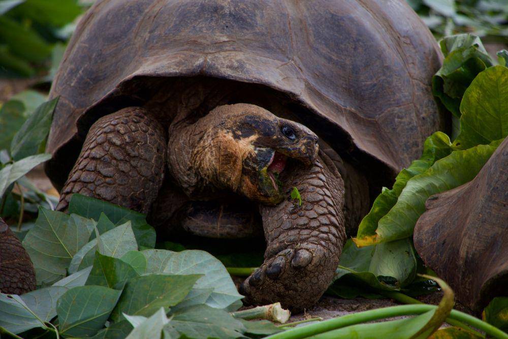 Kura-kura raksasa Galapagos (unsplash.com/Magdalena Kula Manchee)
