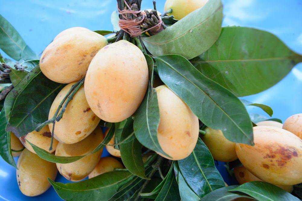 ilustrasi buah mangga segar dan matang (pixabay.com/Thaizeal)