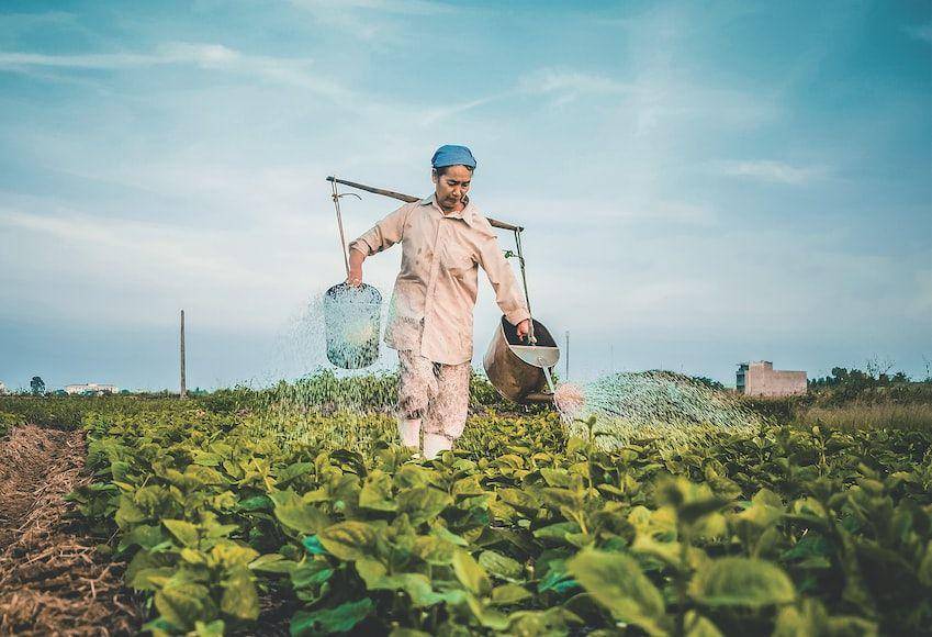 ilustrasi petani tembakau (unsplash.com/Hưng Nguyễn Việt)