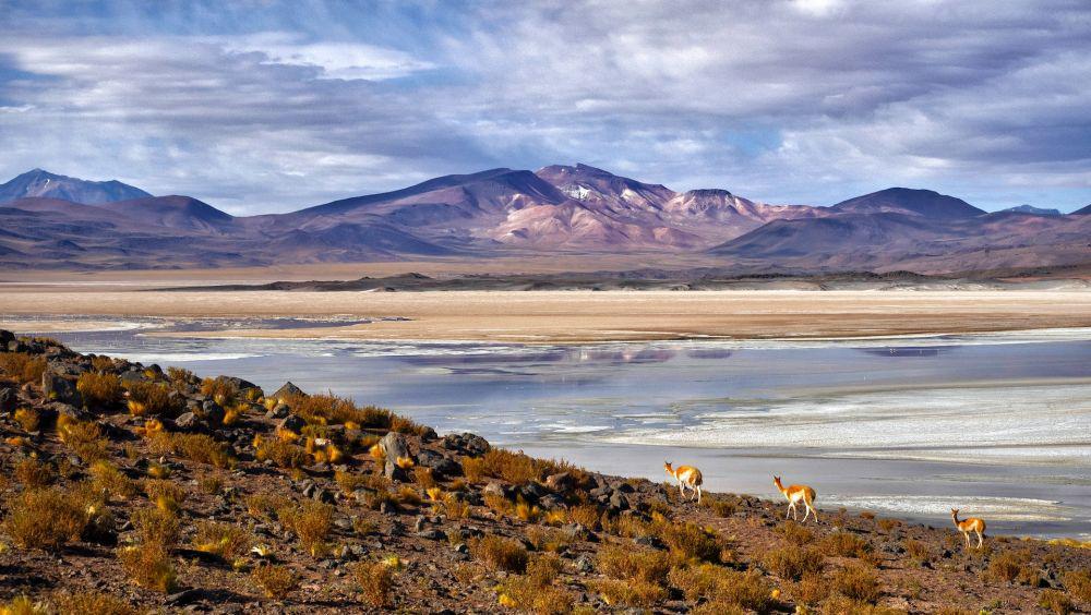 Mirip Mars Versi Bumi, Ini 5 Hewan Unik yang Mendiami Gurun Atacama