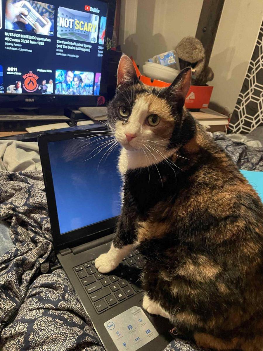 potret kucing injak laptop (reddit.com/user/Ok_Fox_1770)