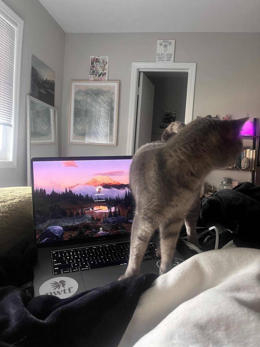 potret kucing injak laptop (reddit.com/user/simmonsm777)