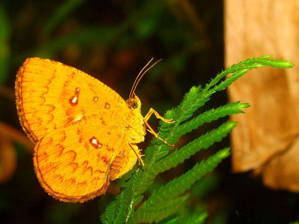 ilustrasi Callidula evander (commons.wikimedia.org/A.S Kono)