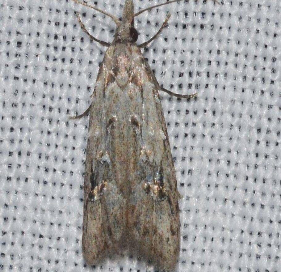 ilustrasi Carposina sasakii (commons.wikimedia.org/Andy Reago)