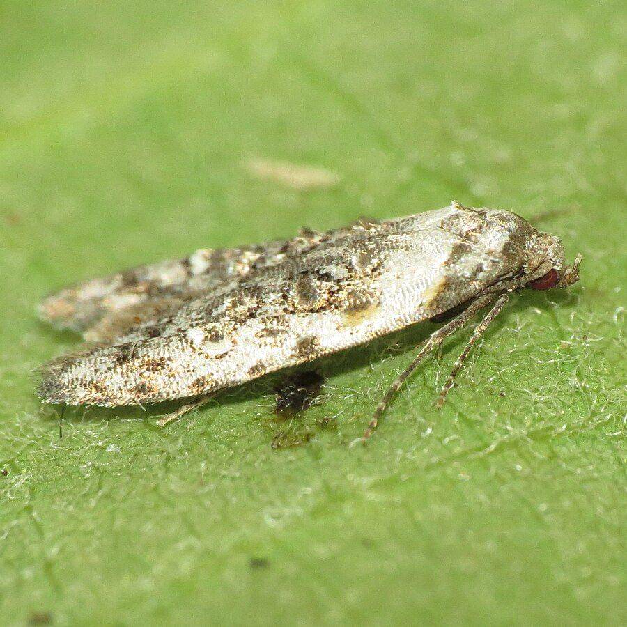 ilustrasi Bondia crescentella (commons.wikimedia.org/Fyn Kynd)