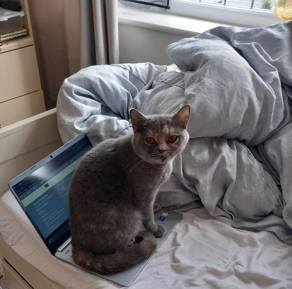 potret kucing injak laptop (reddit.com/user/Tea_cupsa)