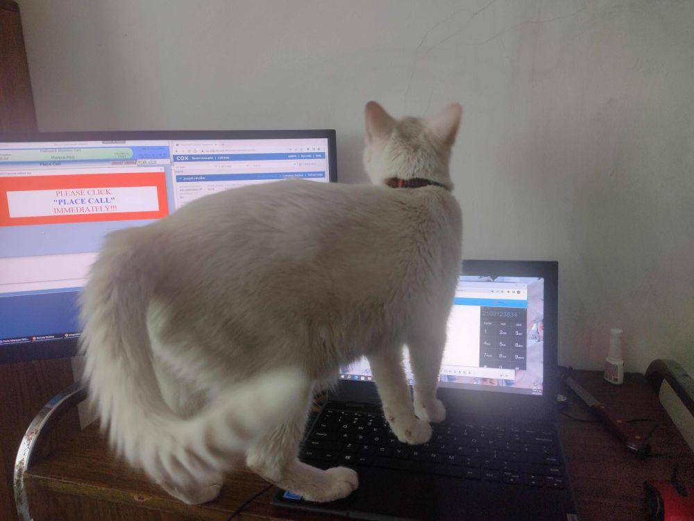 potret kucing injak laptop (reddit.com/user/Mmmmariassss)