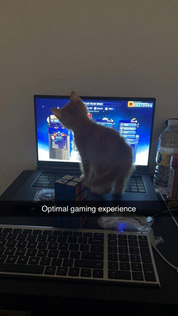 potret kucing injak laptop (reddit.com/user/Ultimaurice17)