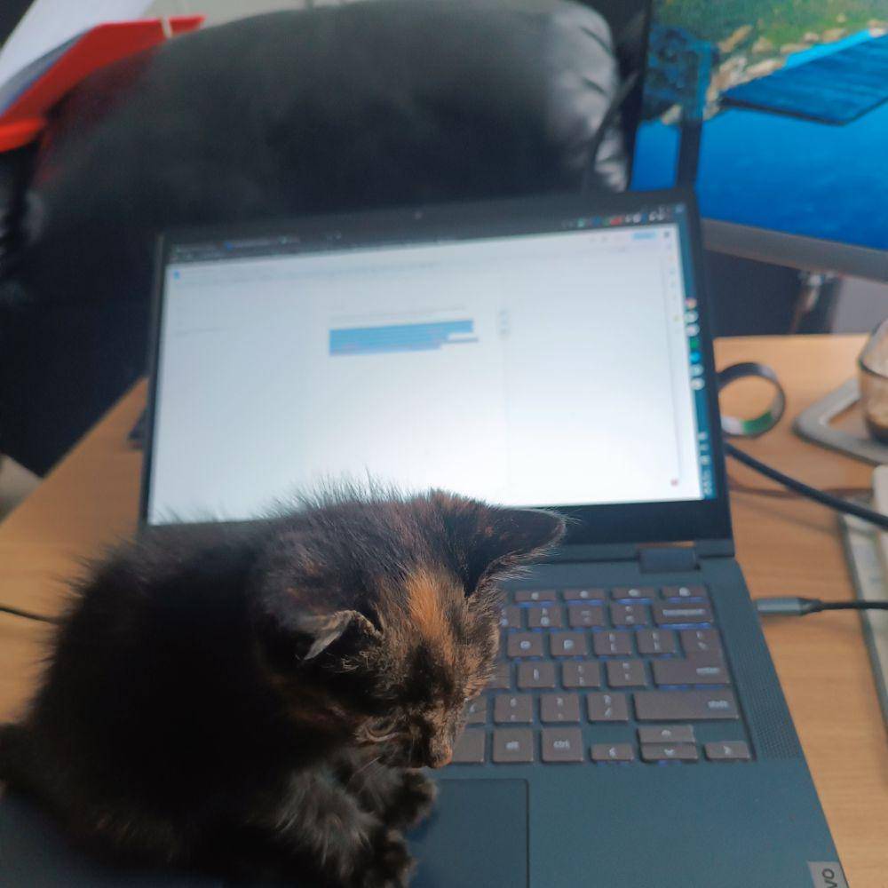 potret kucing injak laptop (reddit.com/user/MadmanKe_254)