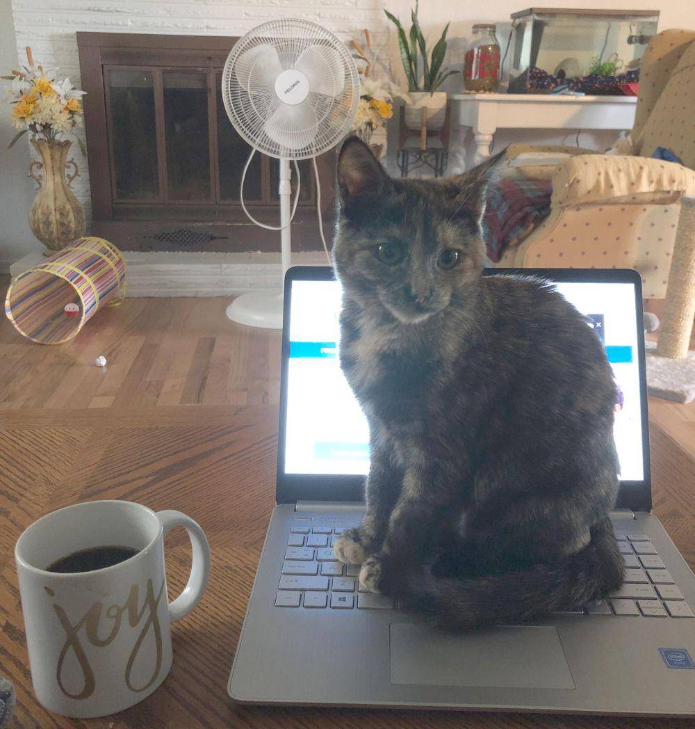 potret kucing injak laptop (reddit.com/user/perpetual_or)