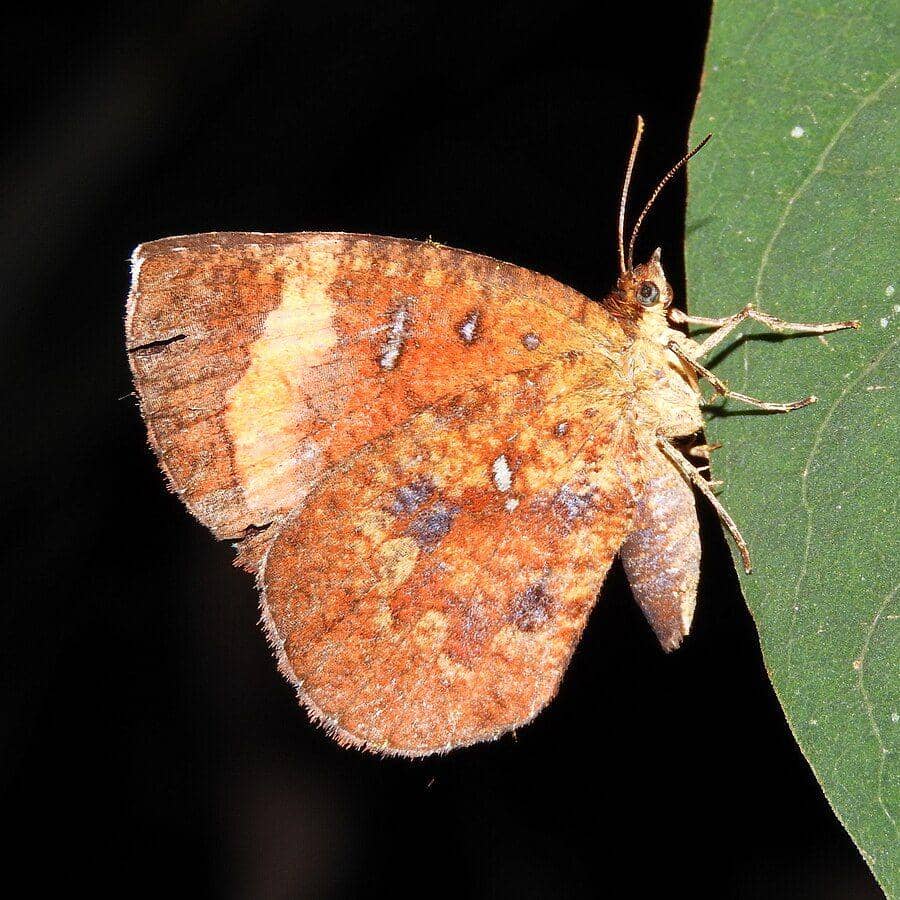 ilustrasi Callidula attenuata (commons.wikimedia.org/TekuraDF)