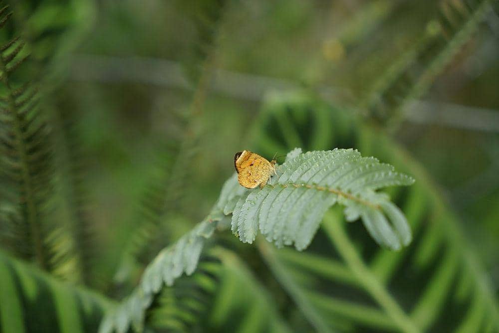ilustrasi Callidula Hübner (commons.wikimedia.org/iNaturalist)