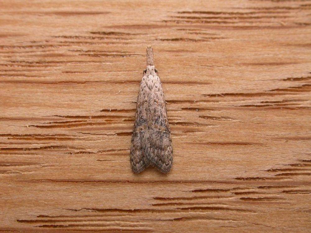 ilustrasi Carposina sp. (commons.wikimedia.org/Donald Hobern)