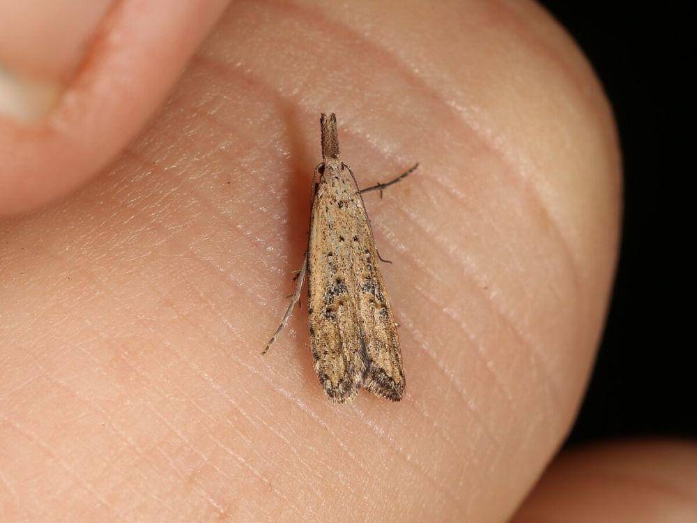 ilustrasi Carposina taractis (commons.wikimedia.org/Donald Hobern)