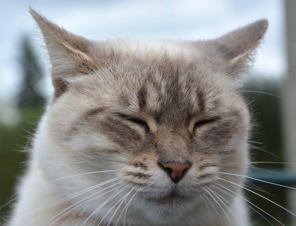 Cara Berkomunikasi dengan Kucing, Ternyata Simpel
