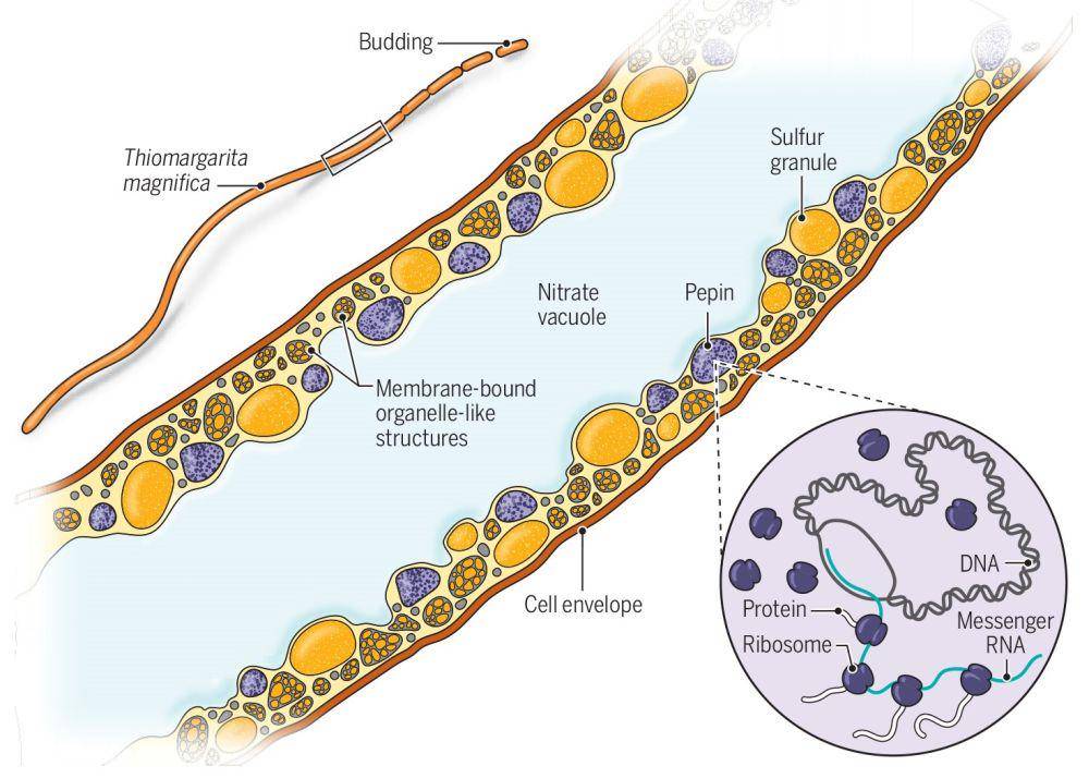 Struktur tubuh bakteri Thiomargarita magnifica (twitter.com/ScienceMagazine)