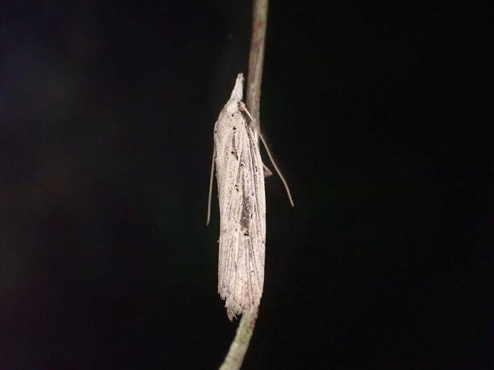 ilustrasi Heterocrossa exochana (commons.wikimedia.org/William Brockelsby)