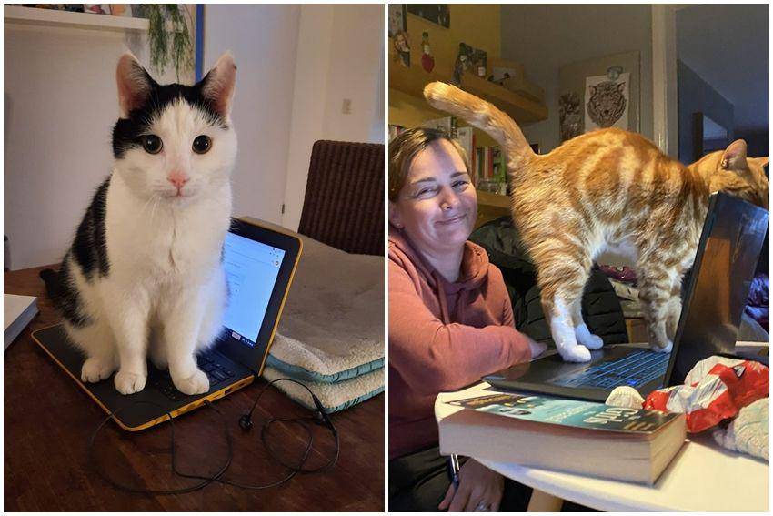 kolase potret kucing injak laptop (reddit.com/user/YouDeserveSomeCake | reddit.com/user/TemporaryReal2045)