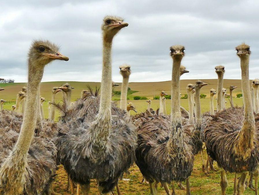 Tak Hanya Bangau, 5 Burung Ini Punya Leher yang Gak Kalah Panjang