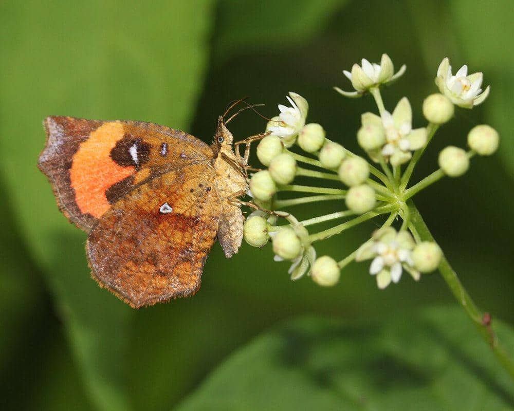 ilustrasi Pterodecta felderi (commons.wikimedia.org/Alpsdake)