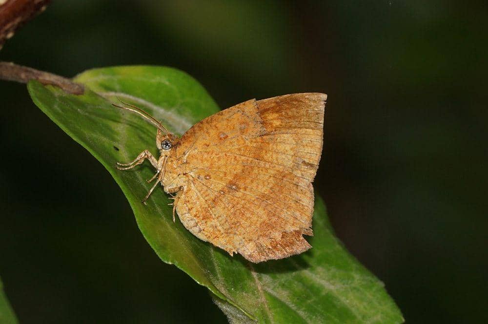 ilustrasi Tetragonus catamitus (commons.wikimedia.org/Vengolis)