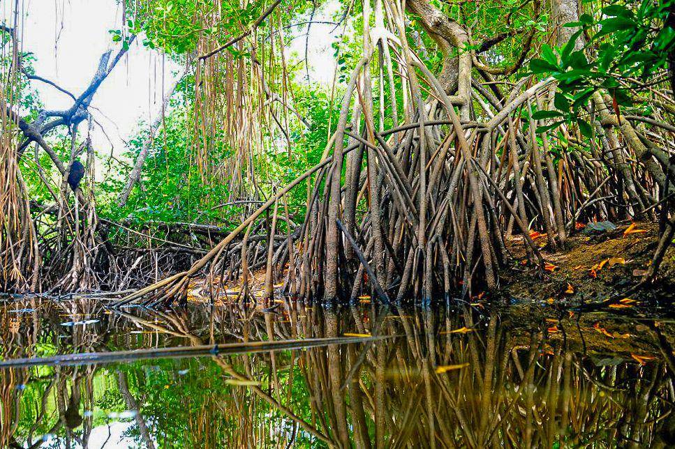 Ekosistem mangrove di Lesser Antilles (commons.wikimedia.org/Bruno Tifox Celica)