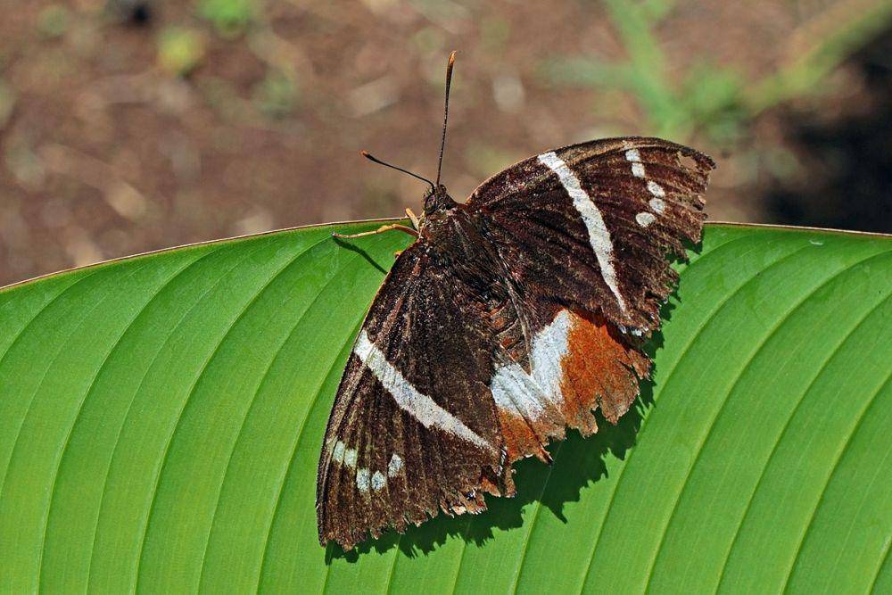 ilustrasi Castniomera atymnius (commons.wikimedia.org/Charles J. Sharp)