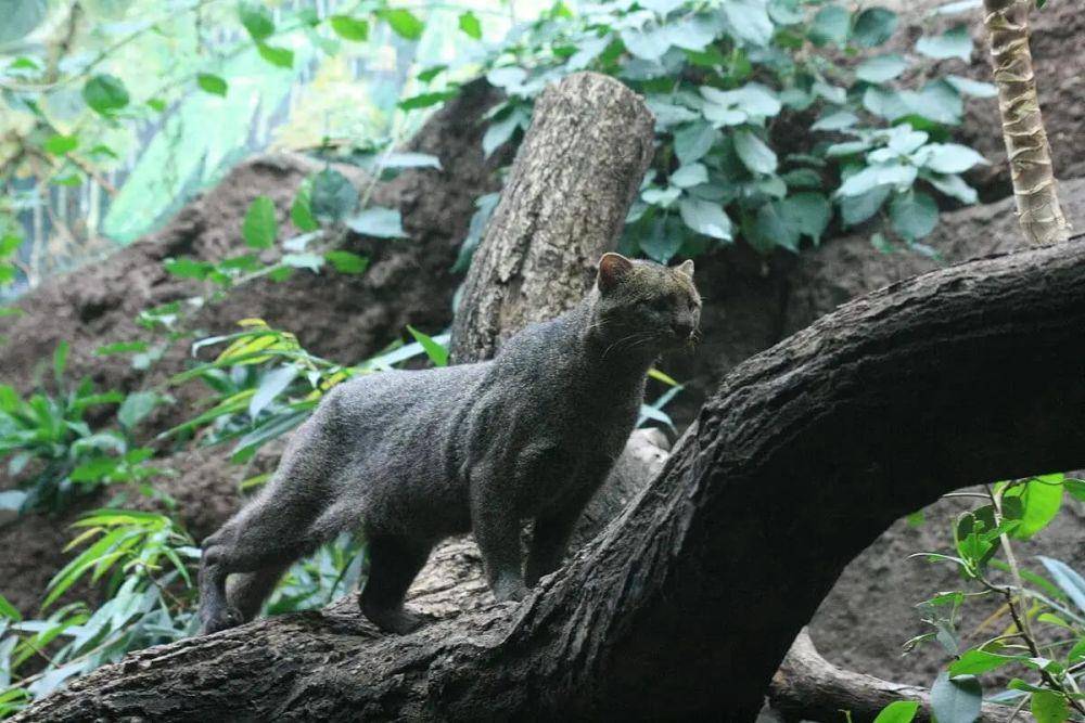 Kucing jaguarundi (animalia.bio/Animalia)