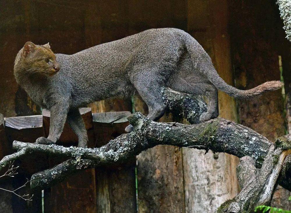 Kucing jaguarundi (animalia.bio/Animalia)