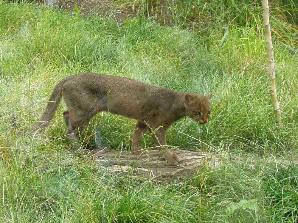 Kucing jaguarundi (animalia.bio/Animalia)