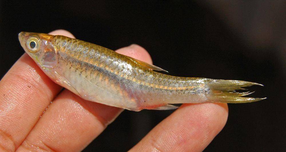 Rasbora argyrotaenia. (wikimedia.org/W.A. Djatmiko)