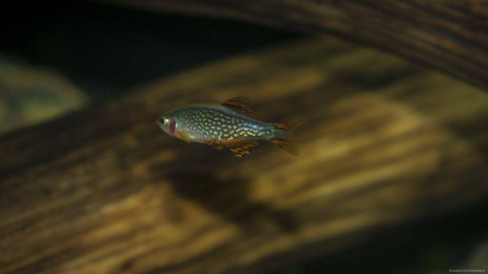 potret ikan Celestial Pearl Danio (commons.wikimedia.org/Cassius Chaerea)
