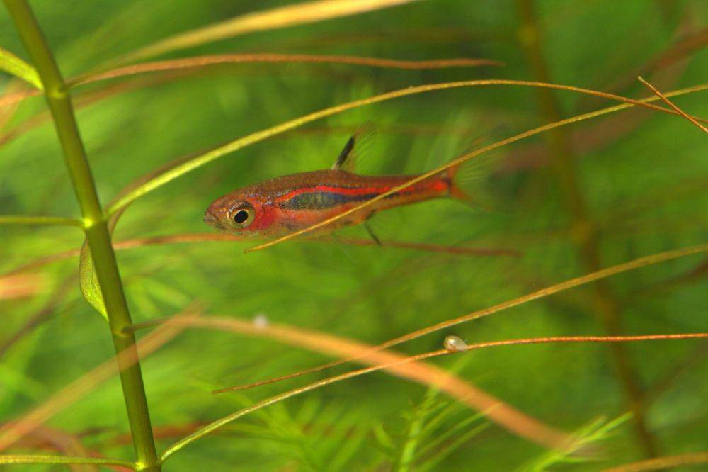 potret ikan Chili Rasbora (flickr.com/Benny)