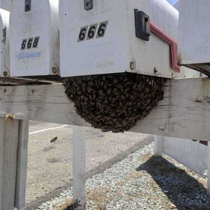 potret hewan yang tampak "terkuruk" (instagram.com/cursed_images)