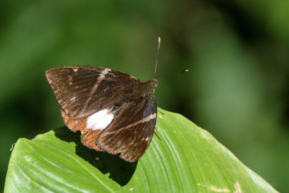 5 Fakta tentang Famili Hewan Castniidae, Larvanya Memiliki Duri