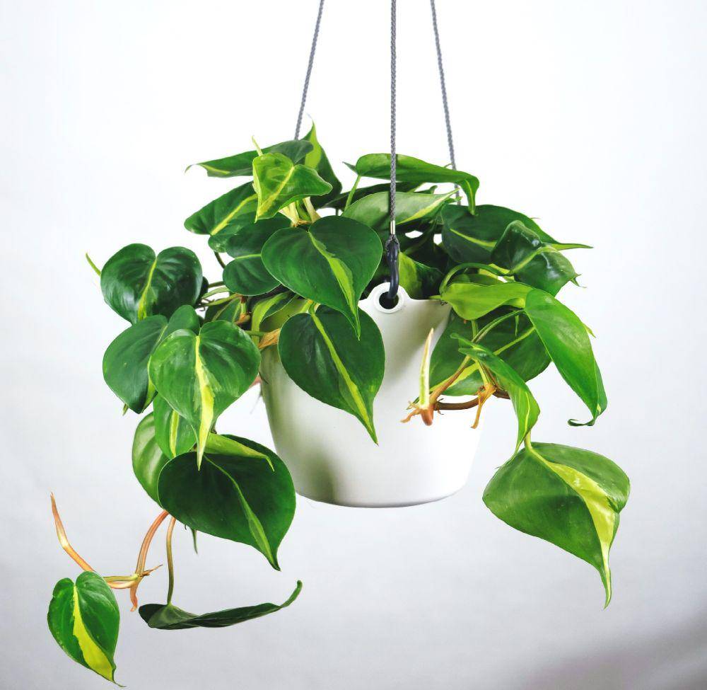ilustrasi tanaman hias indoor philodendron (unsplash.com/feey)