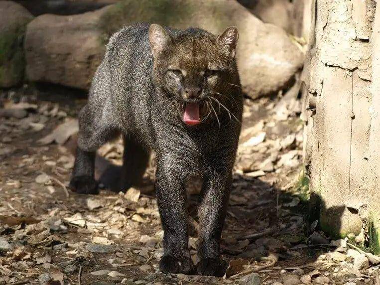 Kucing jaguarundi (animalia.bio/Animalia)
