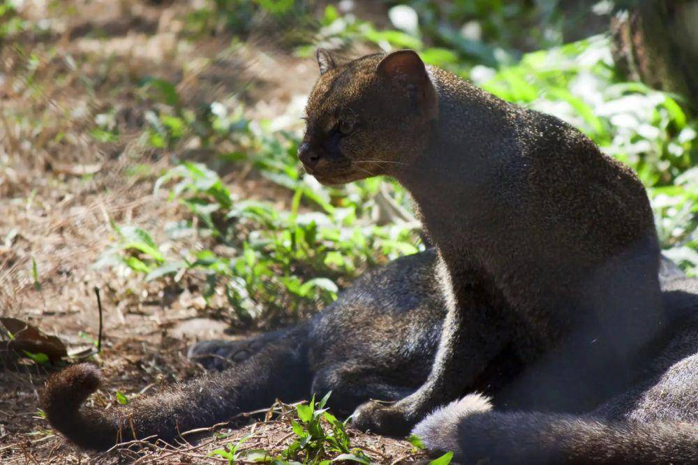 Kucing jaguarundi (animalia.bio/Animalia)