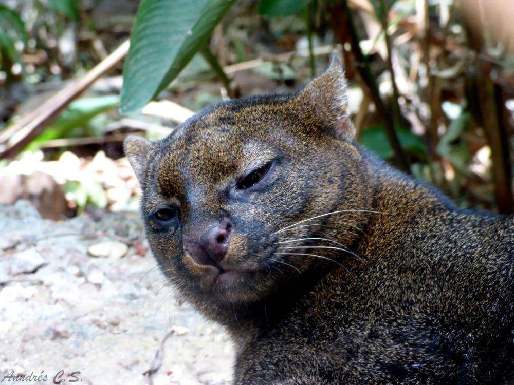 Kucing jaguarundi (animalia.bio/Animalia)